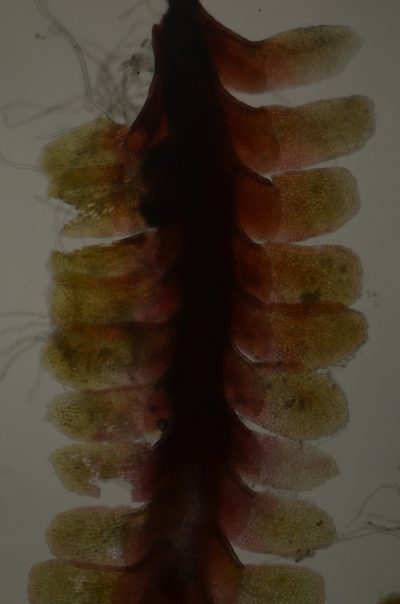 Diplophyllum obtusifolium, photographed by Randal
