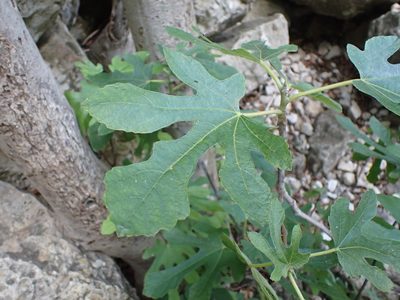 Ficus carica, photographed by luluchouette