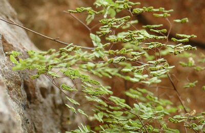 Argyrochosma fendleri, photographed by Wendy McCrady