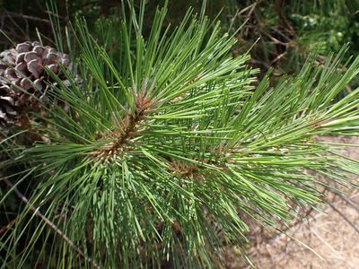 Pinus taeda, photographed by Cole Shoemaker