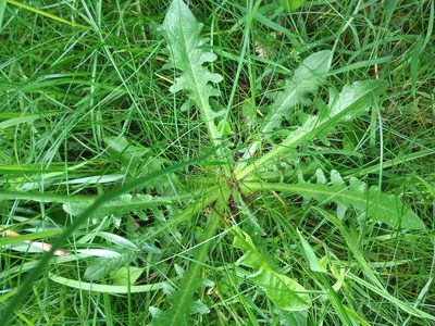 Hypochaeris radicata, photographed by Leanne Dempsey