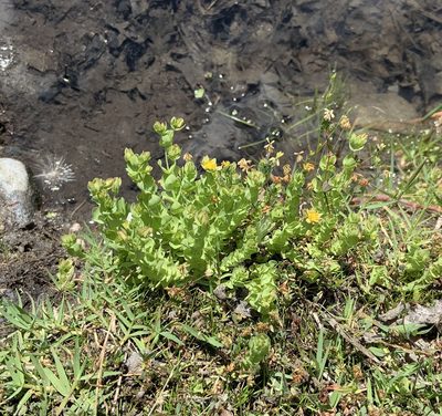 Hypericum anagalloides, photographed by Megan Ralph