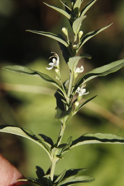 Teucrium kraussii, photographed by Tony Rebelo