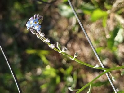 Myosotis arvensis, photographed by alcesevropsky