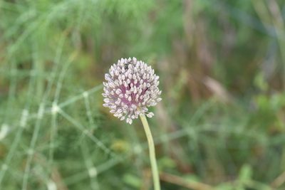 Allium polyanthum, photographed by Jacqueline Jeanne