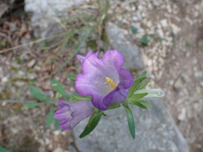 Campanula medium, photographed by luluchouette