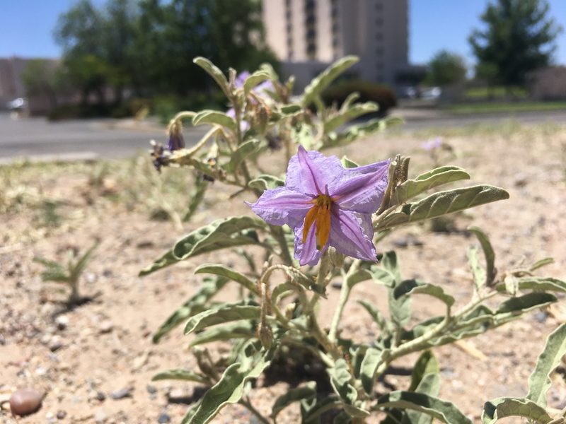 Solanum elaeagnifolium, photographed by Christopher