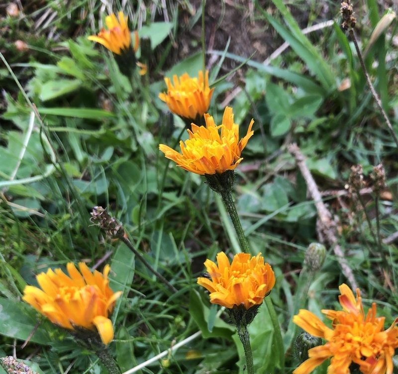 Crepis aurea, photographed by Jochen Essig