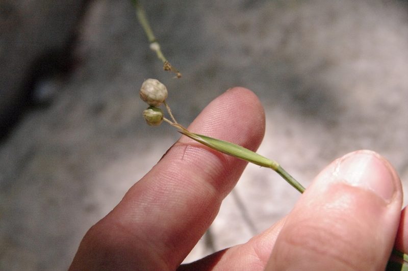 Sisyrinchium demissum, photographed by Eric Knight