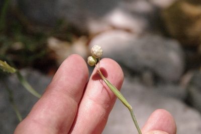 Sisyrinchium demissum, photographed by Eric Knight