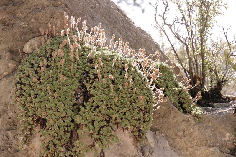 Petrophytum caespitosum, photographed by Eric Knight