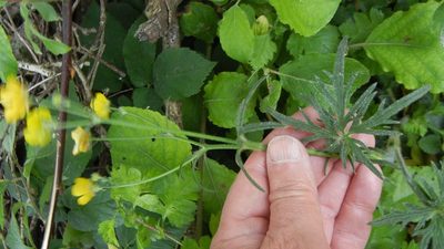 Ranunculus acris, photographed by Jon Mortin