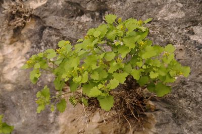 Perityle quinqueflora, photographed by Eric Knight