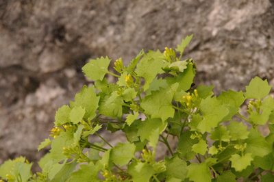 Perityle quinqueflora, photographed by Eric Knight