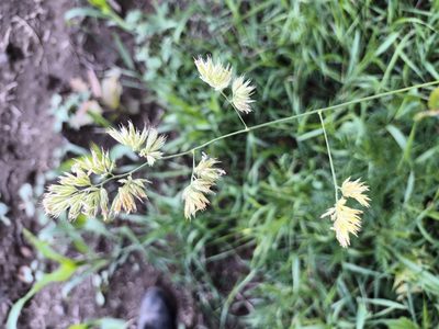 Dactylis glomerata, photographed by alcesevropsky