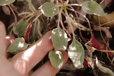 Eriogonum jamesii