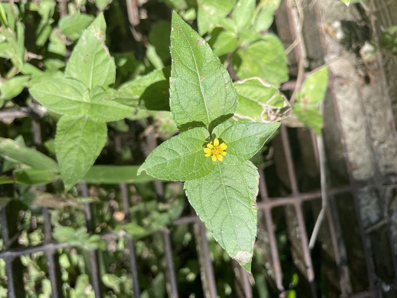 Calyptocarpus vialis, photographed by Chet Burrier