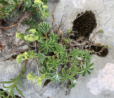 Alchemilla alpina