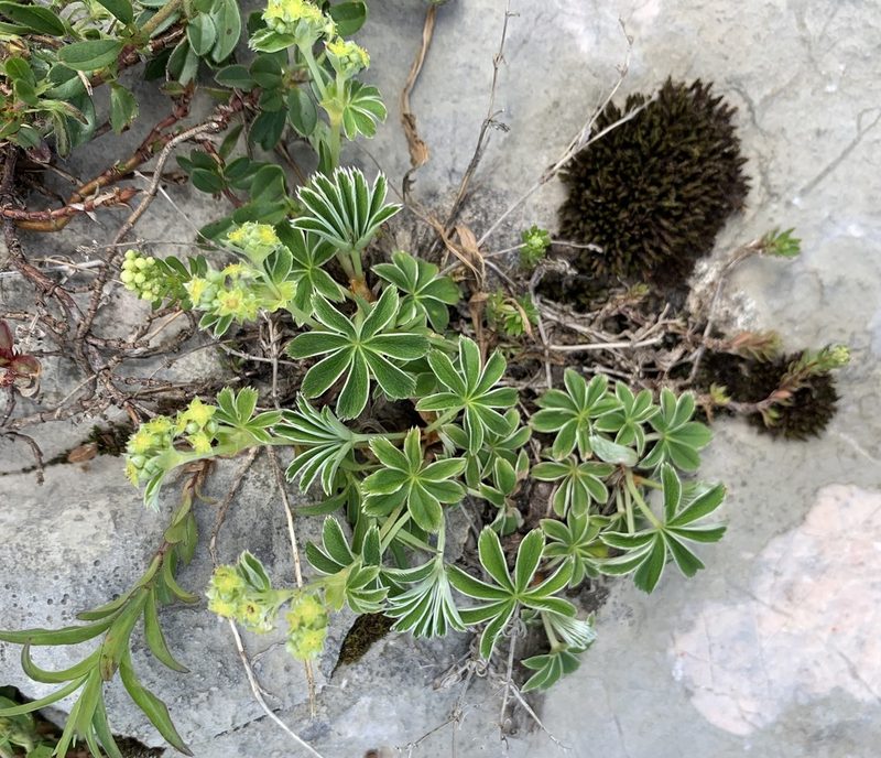 Alchemilla alpina, photographed by Katrin Simon