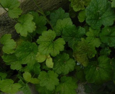 Tellima grandiflora, photographed by Jon Mortin