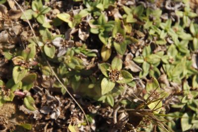 Richardia brasiliensis, photographed by Tony Rebelo