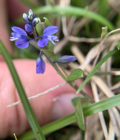 Polygala alpestris, photographed by Katrin Simon
