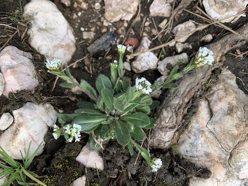 Arabis ciliata, photographed by Katrin Simon
