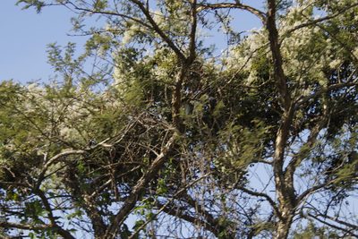 Clematis brachiata, photographed by Tony Rebelo