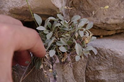 Physaria purpurea, photographed by Eric Knight
