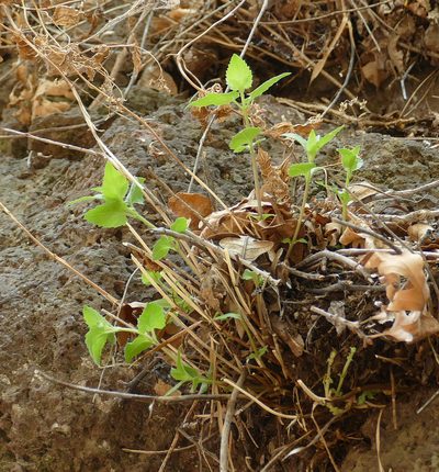 Ageratina herbacea, photographed by Wendy McCrady