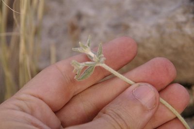 Eriogonum jamesii, photographed by Eric Knight