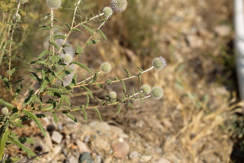 Echinops knorringianus, photographed by Вячеслав Юсупов