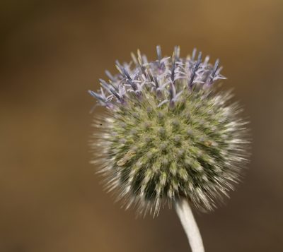 Echinops knorringianus, photographed by Вячеслав Юсупов