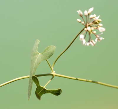 Cynanchum acutum, photographed by Вячеслав Юсупов