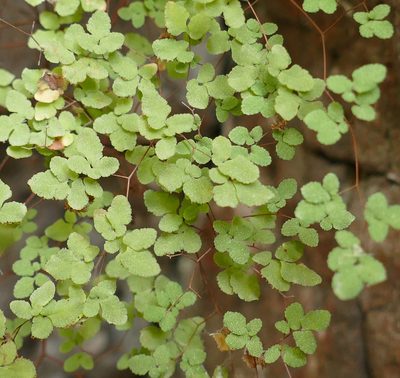 Argyrochosma fendleri, photographed by Wendy McCrady