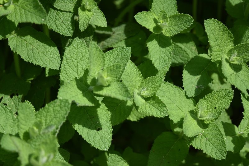 Mentha suaveolens, photographed by Jacqueline Jeanne