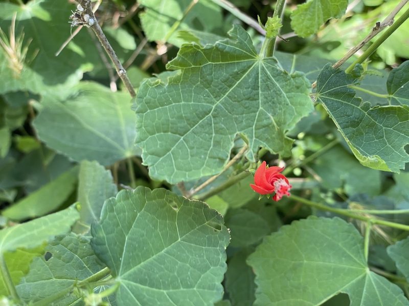 Malvaviscus arboreus, photographed by Chet Burrier