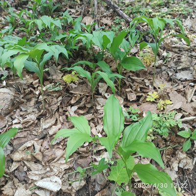 Polygonatum latifolium, photographed by Galyna Mykytynets