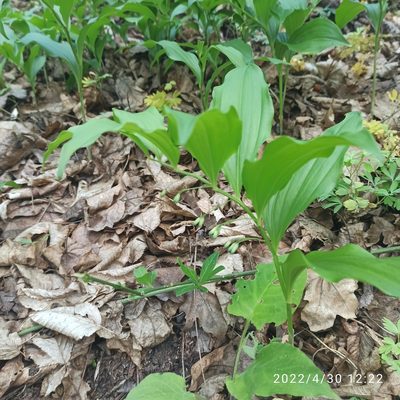 Polygonatum latifolium, photographed by Galyna Mykytynets