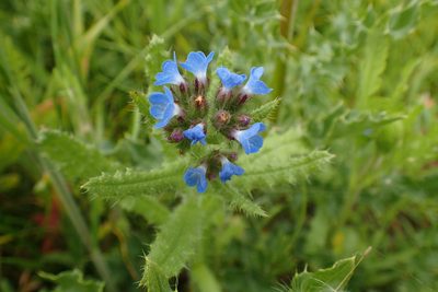 Anchusa arvensis, photographed by Rob Wallace