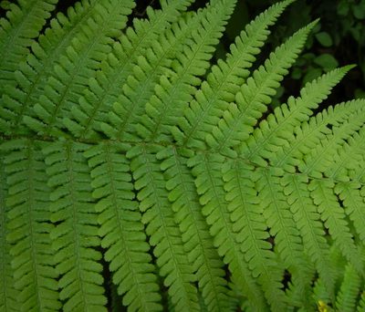 Dryopteris filix-mas, photographed by Jon Mortin