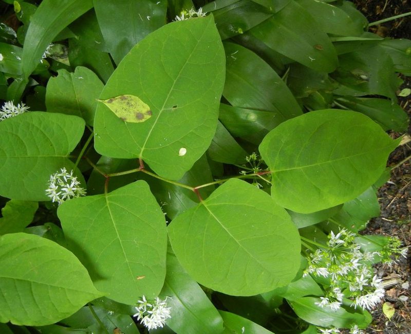 Reynoutria japonica, photographed by Jon Mortin