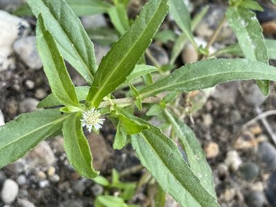 Eclipta prostrata, photographed by Chet Burrier
