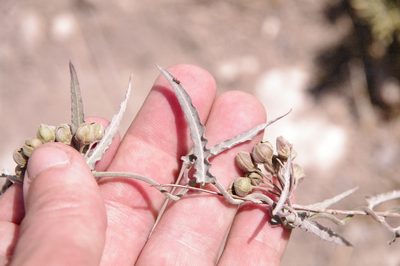 Funastrum crispum, photographed by Eric Knight