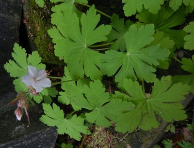 Geranium macrorrhizum, photographed by Jon Mortin