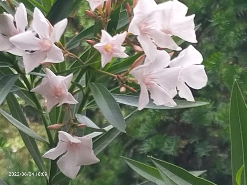 Nerium oleander, photographed by AnimalObserverDeniz321