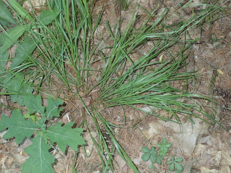 Carex debilis, photographed by John Baur