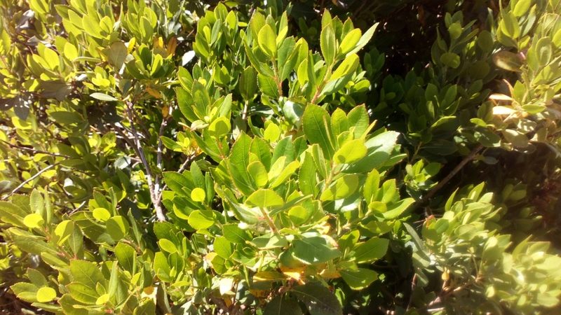 Arbutus unedo, photographed by jvilla