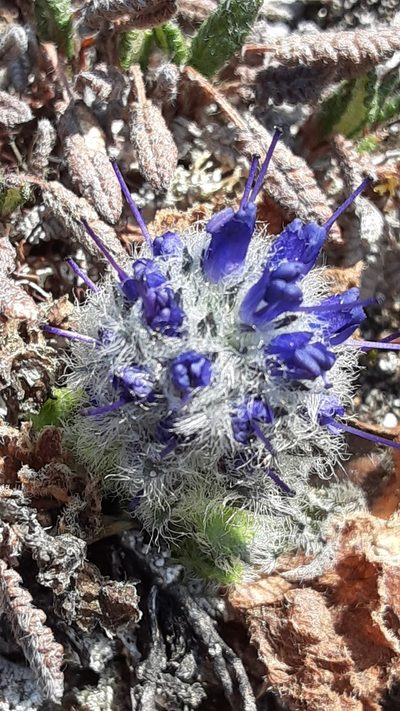 Veronica alaskensis, photographed by lauralaska66