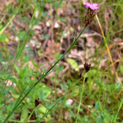 Dianthus carthusianorum, photographed by Petr Harant